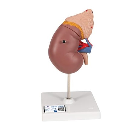 Kidney With Adrenal Gland - W/ 3B Smart Anatomy